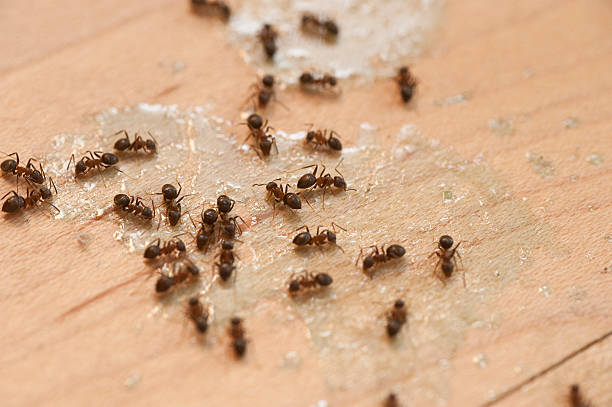 Best Ant Control Services  in New Madison, OH