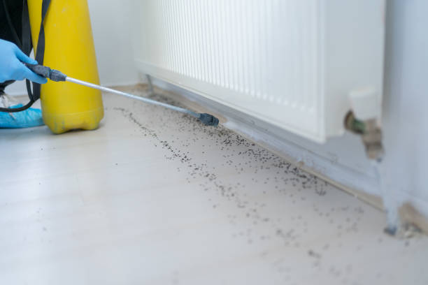 Best Pest Control Near Me  in New Madison, OH