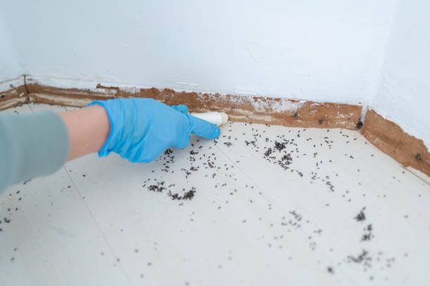 Best Flea Control Services  in New Madison, OH